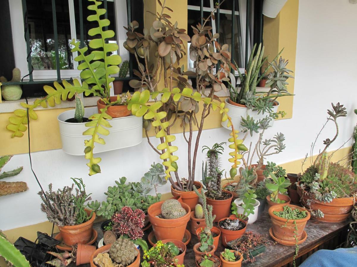 Hotel Casa Dos Cactos à Vila Nova de Milfontes Extérieur photo